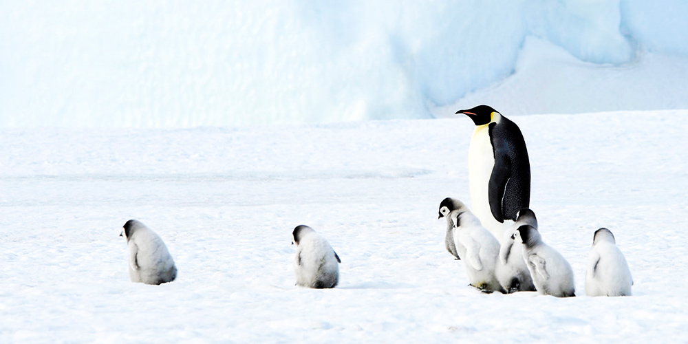 animals that are great foster parents