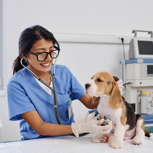 Girl in the Vet Tech Scholarship Program