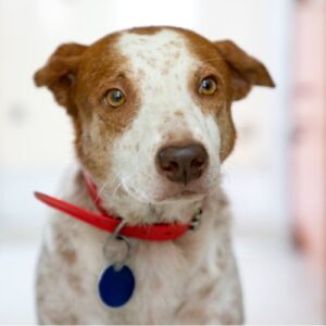 a nervous dog
