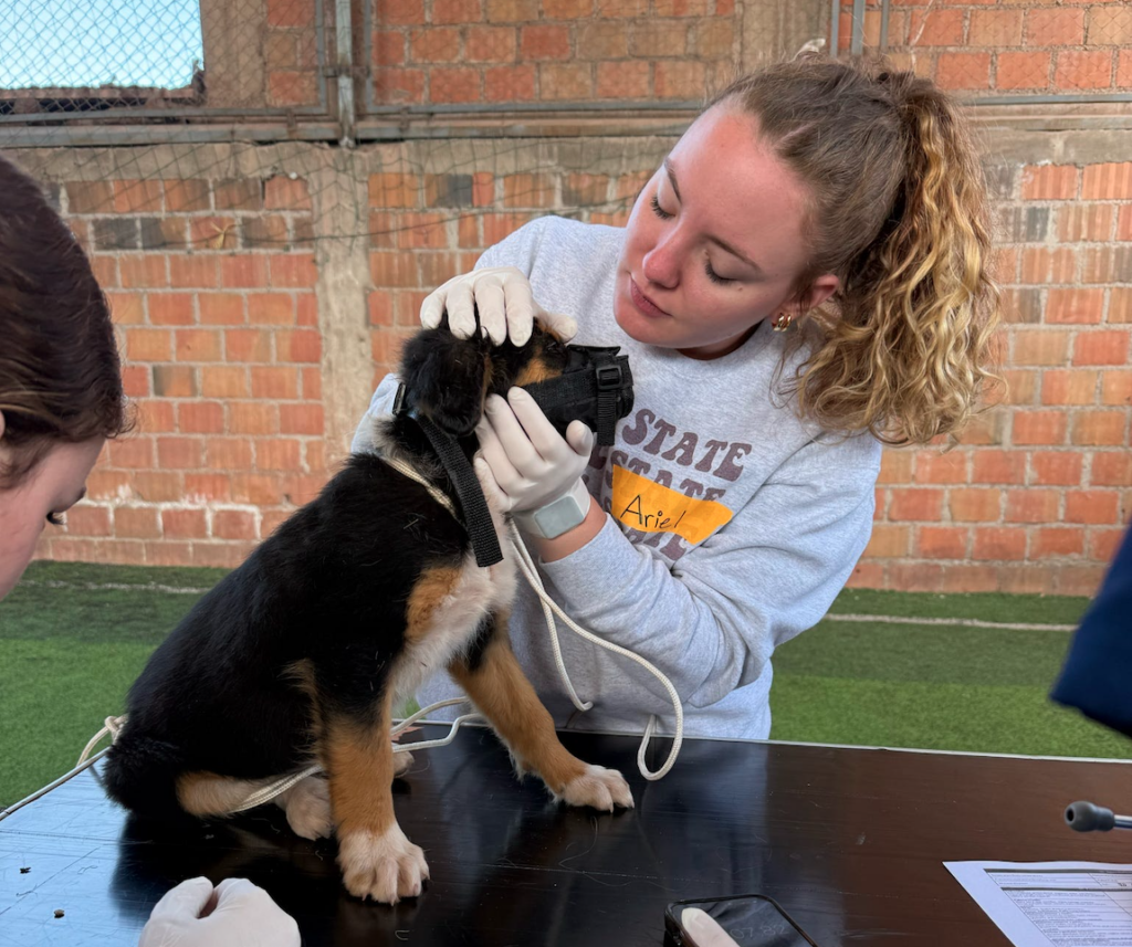 Vet Tech Scholarship for Foster Youth